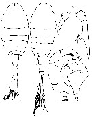 Espèce Tortanus (Tortanus) barbatus - Planche 9 de figures morphologiques
