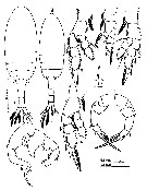 Espèce Pseudodiaptomus annandalei - Planche 8 de figures morphologiques