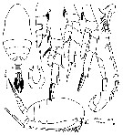 Species Parvocalanus crassirostris - Plate 23 of morphological figures
