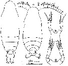 Espèce Calocalanus pavo - Planche 19 de figures morphologiques