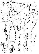 Espèce Candacia catula - Planche 8 de figures morphologiques