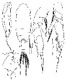 Espèce Chiridius gracilis - Planche 13 de figures morphologiques