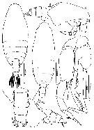 Espèce Undeuchaeta plumosa - Planche 18 de figures morphologiques