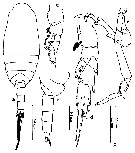 Species Scolecithrix bradyi - Plate 21 of morphological figures