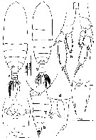 Espèce Calanoides philippinensis - Planche 7 de figures morphologiques