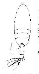 Espèce Scottocalanus farrani - Planche 5 de figures morphologiques