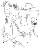 Espèce Heterorhabdus austrinus - Planche 4 de figures morphologiques