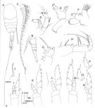 Espèce Lucicutia flavicornis - Planche 1 de figures morphologiques