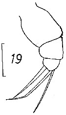Espèce Metridia brevicauda - Planche 12 de figures morphologiques