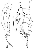 Species Chiridius gracilis - Plate 14 of morphological figures