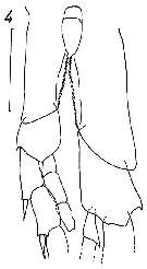 Espèce Calanus simillimus - Planche 19 de figures morphologiques