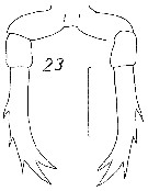 Espèce Candacia sp.1 - Planche 1 de figures morphologiques