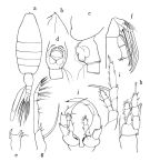 Espèce Heterorhabdus subspinifrons - Planche 3 de figures morphologiques