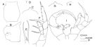 Espèce Heterorhabdus spinifrons - Planche 6 de figures morphologiques