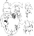 Species Pontella surrecta - Plate 5 of morphological figures