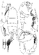 Species Pontella surrecta - Plate 6 of morphological figures