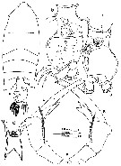 Species Pontella sinica - Plate 11 of morphological figures