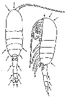 Species Metridia lucens - Plate 21 of morphological figures