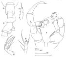 Espèce Heterorhabdus papilliger - Planche 2 de figures morphologiques