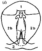 Espèce Candacia ethiopica - Planche 19 de figures morphologiques