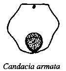 Espèce Candacia armata - Planche 10 de figures morphologiques