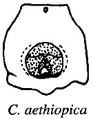 Espèce Candacia ethiopica - Planche 20 de figures morphologiques