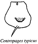 Espèce Centropages typicus - Planche 26 de figures morphologiques