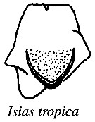Espèce Isias tropica - Planche 3 de figures morphologiques