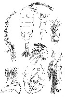 Espèce Eurytemora velox - Planche 1 de figures morphologiques