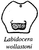 Species Labidocera wollastoni - Plate 22 of morphological figures