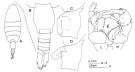 Espèce Heterorhabdus austrinus - Planche 5 de figures morphologiques