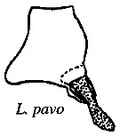 Species Labidocera pavo - Plate 16 of morphological figures