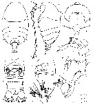 Espèce Phaenna gibbosa - Planche 1 de figures morphologiques