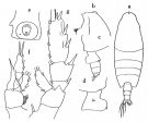 Espèce Undeuchaeta incisa - Planche 1 de figures morphologiques