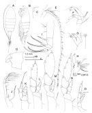 Espèce Heterorhabdus spinosus - Planche 3 de figures morphologiques