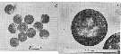 Espèce Acartia (Acartiura) omorii - Planche 13 de figures morphologiques