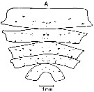 Espèce Neocalanus cristatus - Planche 12 de figures morphologiques
