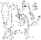 Espèce Oithona atlantica - Planche 14 de figures morphologiques