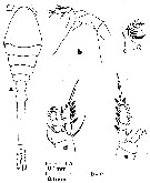 Espèce Oithona attenuata - Planche 17 de figures morphologiques