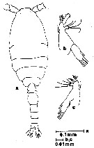 Espèce Oithona brevicornis - Planche 27 de figures morphologiques