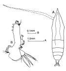 Espèce Haloptilus mucronatus - Planche 1 de figures morphologiques