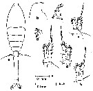 Espèce Oithona decipiens - Planche 8 de figures morphologiques