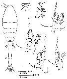 Espèce Oithona fallax - Planche 12 de figures morphologiques