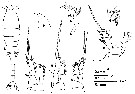 Species Oithona longispina - Plate 3 of morphological figures