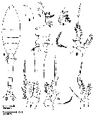Species Oithona plumifera - Plate 22 of morphological figures