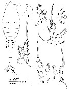 Espèce Oithona pseudofrigida - Planche 6 de figures morphologiques