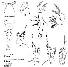 Espèce Oithona similis-Group - Planche 28 de figures morphologiques