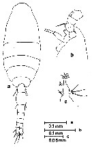 Species Oithona simplex - Plate 18 of morphological figures