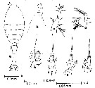 Species Oithona pulla - Plate 5 of morphological figures