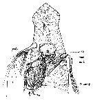 Espèce Eucalanus elongatus - Planche 9 de figures morphologiques